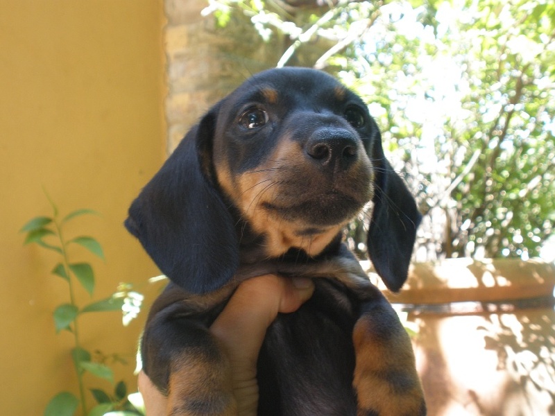 Nos Chiots